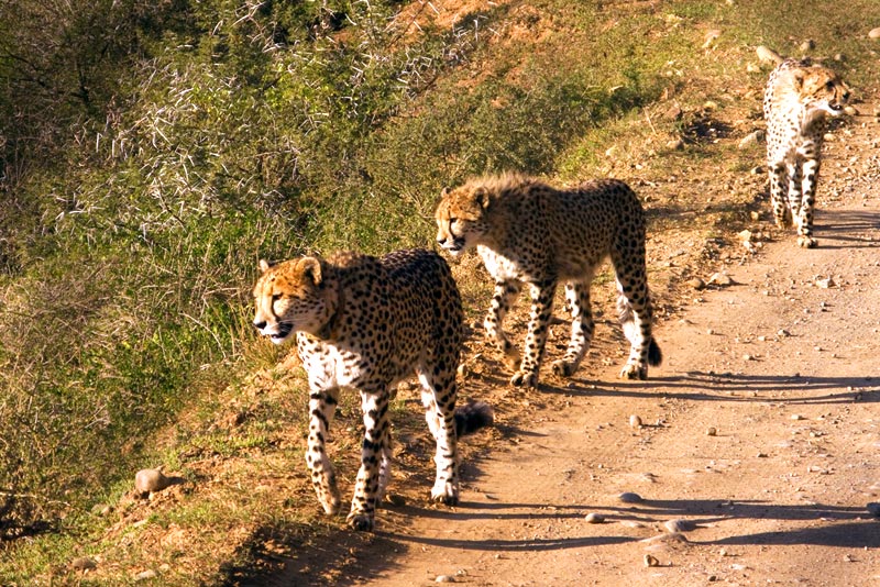 Shamwari Game Reserve Information WhereToStay.co.za