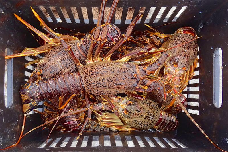 Crayfish & Seafood Festival Paternoster, Cape West Coast, Paternoster