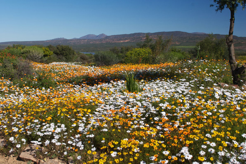 Clanwilliam Wild Flower Show, Clanwilliam Information WhereToStay.co.za