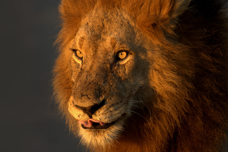 Kruger National Park Area Accommodation, Kruger National Park & Mopani