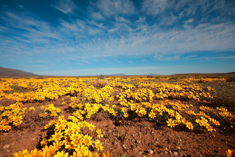 Calvinia Accommodation, Hantam Karoo & Upper Karoo