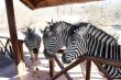 Zebra at the BBQ area at the back of the Cottage - Marloth Park Self Catering Accommodation