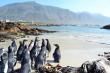 African penguins at Ston Point colony, Betty's bay