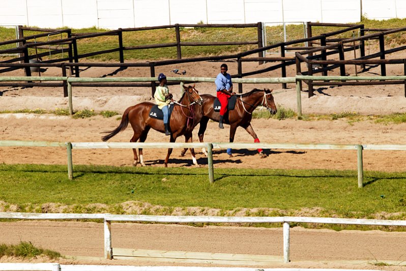 RACEHORSES IN TRAINING