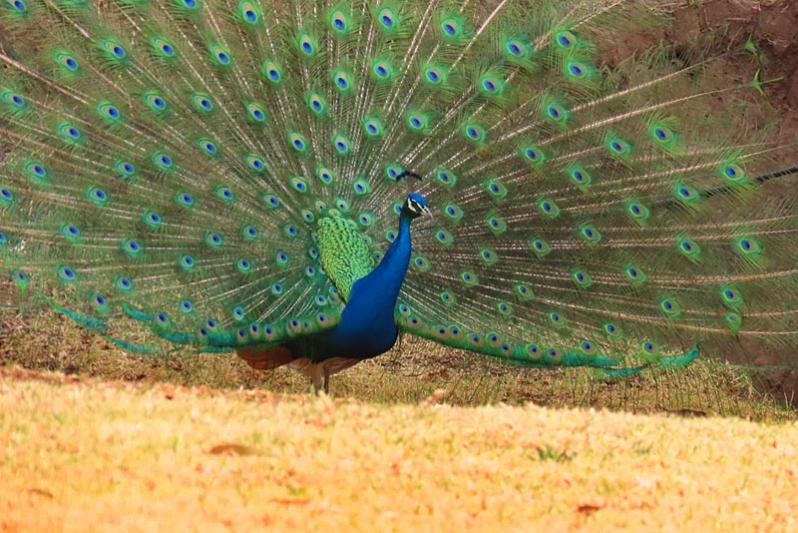 Percy peacock showing off (again)