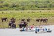 Game Viewing on the Tendor Boats