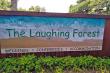 Laughing Forest