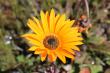 Welbedacht Game & Nature Reserve - Abundant Wild Flowers 