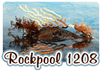 Rockpool 1208 Rockpool 1208