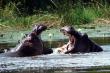 Hippos as seen from the resort's hippo hide