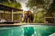Rhino Post Safari Lodge Pool