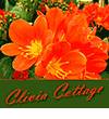 Clivia Cottage Clivia Cottage