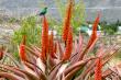 Beautiful birds and flora at Karoo View Cottages