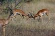 Wildlife - Lower Sabie Restcamp, Kruger National Park, Mpumalanga