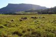 our herd of Nguni lying in the paddocks