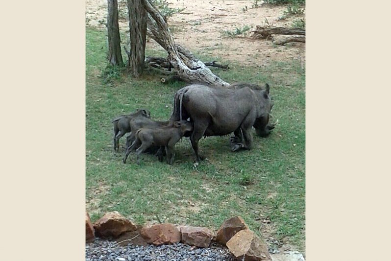 Warthogs feeding time