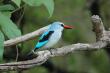 Migrant Woodland Kingfisher-- after whom we're named. Visits November to April