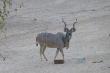 Frequently sighted in our river bed: Kudu bull