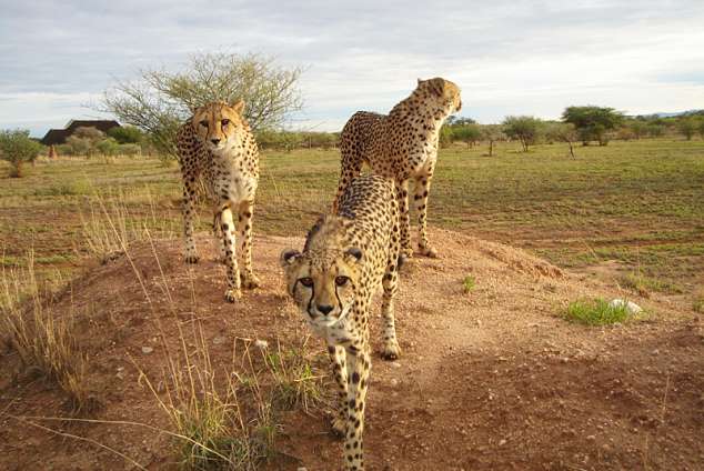 Cheetah Conservation Fund: Babson House - Otjiwarongo Accommodation