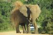 Addo Rest Camp, Addo Elephant Park, Eastern Cape
