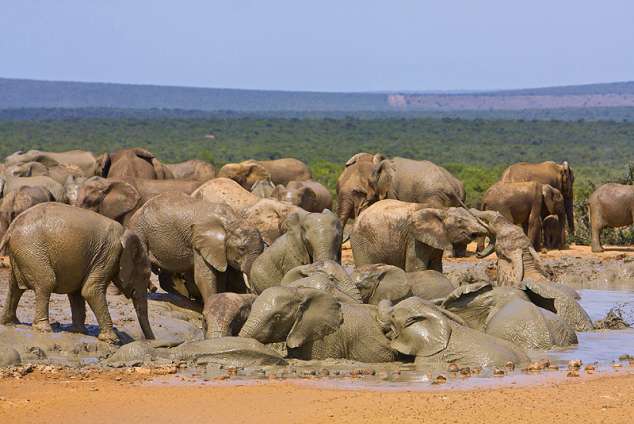 Spekboom Tented Rest Camp - Addo Accommodation. Addo Game Reserve And ...