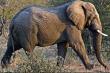 Addo Elephant Park, Eastern Cape