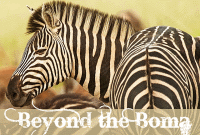 Beyond the Boma Beyond the Boma