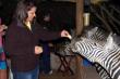 Zebra visiting Bushbaby Lodge