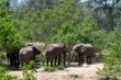 Elephants drinking at the Waterhole in front of the lapa area